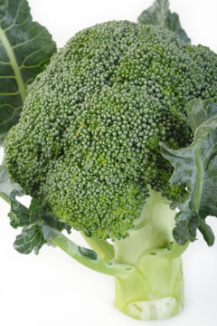 broccoli vegetable on white background