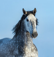 Plakat Gray Andalusian Horse. Portrait of Spanish horse.