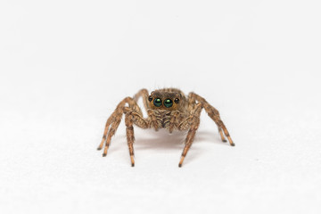 small jumping spider on a white background
