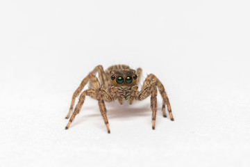 small jumping spider on a white background
