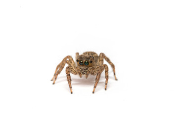 small jumping spider on a white background
