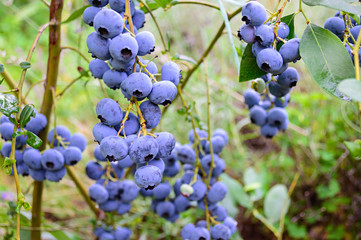 Branch of ripe blueberry