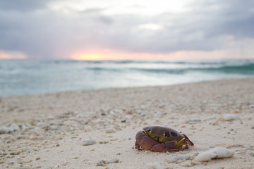 Close-up of a dead crab on the beach