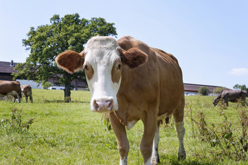 Naklejka na ściany i meble Kuh auf grünem Gras