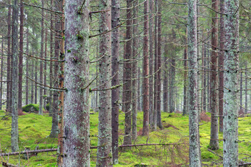 Spruce trunks in the forest