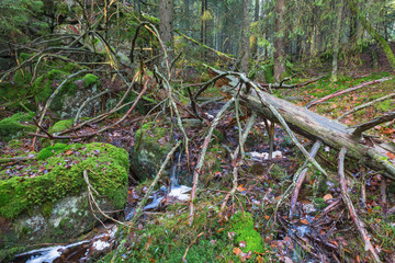 Old log of wood in an old spruce forest