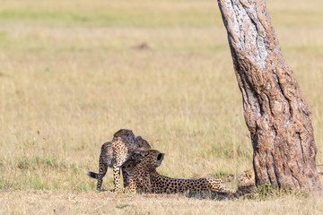 Playful cheetah cubs