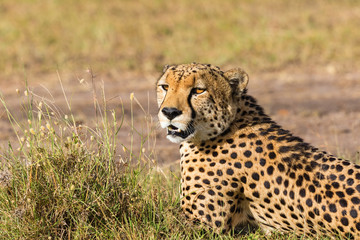 Cheetah lying on the savannah