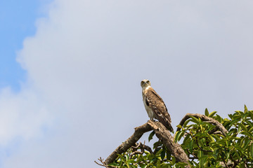 Short-toed snake eagle sitting in a tree and watching