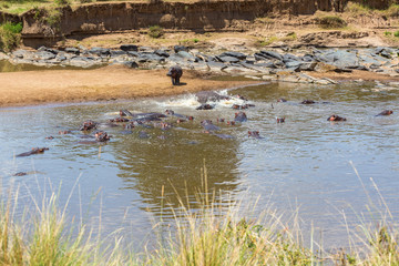 Hippos in the Mara River in the Masai Mara national park