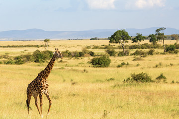 Giraffe walking in savannah landscape