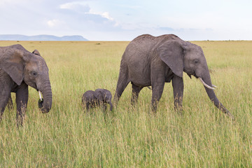 Elephants with a calf on the savannah
