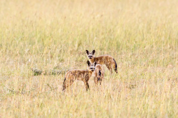 Bat- eared fox in the savanna