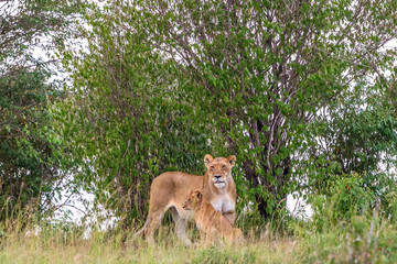 Lions and cub in a tree grove