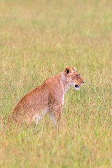 Lioness sitting in the grass of the savanna