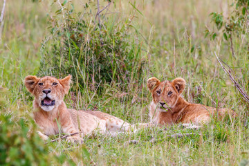 Fototapeta na wymiar Two cute Lion Cubs lying and resting in the grass