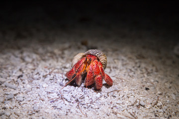 Coenobita perlatus - Strawberry Hermit Crab