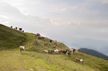 Kühe auf die Wiese