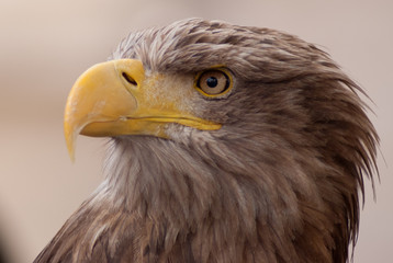 seitliches Seeadler Porträt