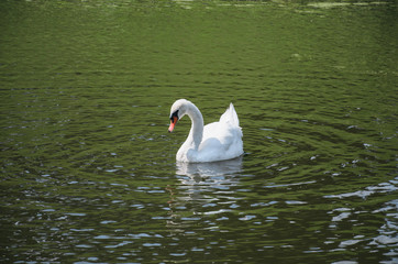 White swan on the river Orlik