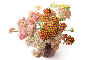 Bunte Schafgarbe in einer Vase