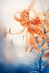 Floral background with tiger lily. Color toning applied.