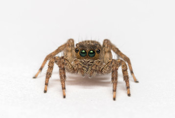 Jumping spider isolated over white. Macro photo
