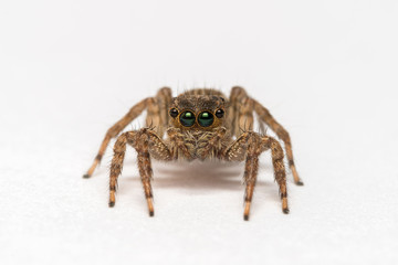 Jumping spider isolated over white. Macro photo
