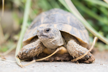 Turtle