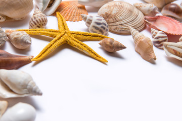 Seashells and starfish on a white background. Copy space for you