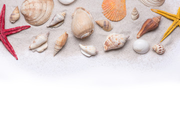 Seashells and starfish on a white background. Copy space for you