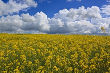 Obraz premium Spring landscape with yellow rape field