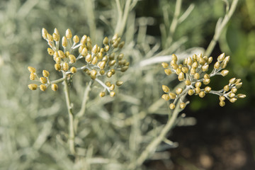 Curry Italian flower.