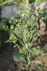 Flowers ill-grown broccoli.