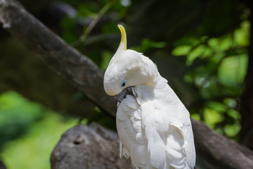 White parrot on a branch
