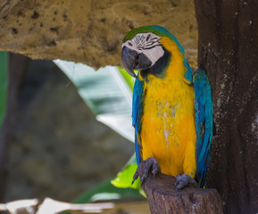 macaw parrot sitting on the perch