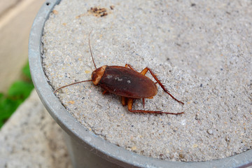 Dead Cockroach isolated on floor