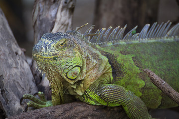 Fototapeta premium Close-up of Green Iguana