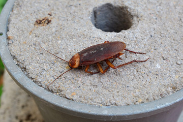 Dead Cockroach isolated on flowerpot