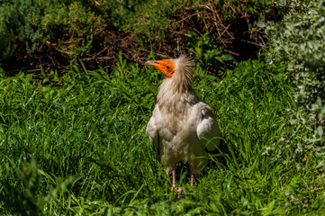 Vautour percnoptère.