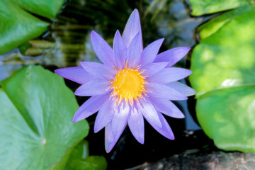 Lotus flower in purple violet color with green leaves in nature water pond.