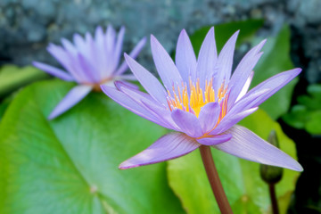 Lotus flower in purple violet color with green leaves in nature water pond.