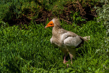 Vautour percnoptère.
