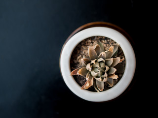 topview of dry tropical succulent plant in pot , selective focus