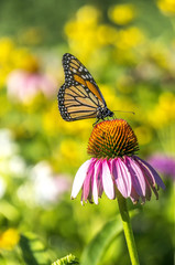 monarch butterfly (Danaus plexippus)