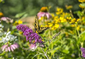 Swallowtail butterflies