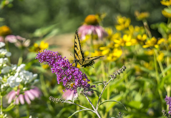 Swallowtail butterflies