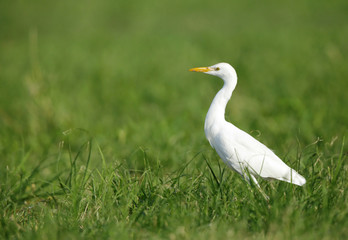Cattle egret in the grasses