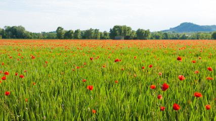 Red poppies field with mountains in background
