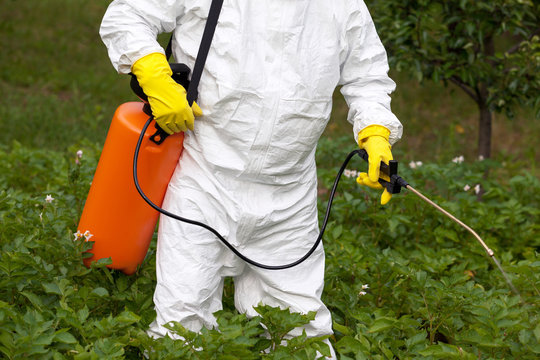 Pesticide Spraying. Non-organic Vegetables.